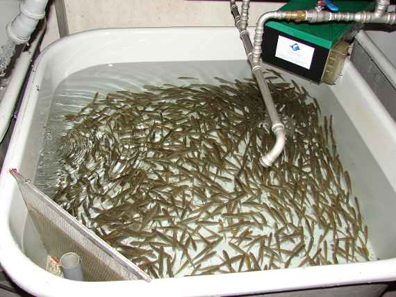 A lot of young perch are swimming in a tub. Above them a feed pipe and a feeder can be seen.