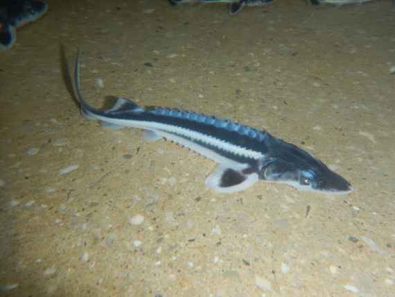 A bluish shimmering smooth sturgeon floats in a tub with a view from above.