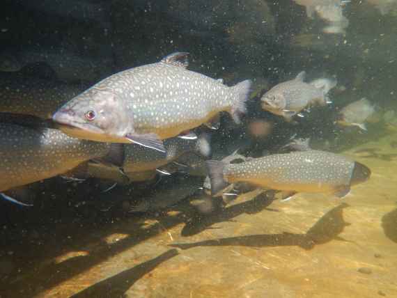 A lateral underwater picture of tripoloid brook trouts from the fish farm.