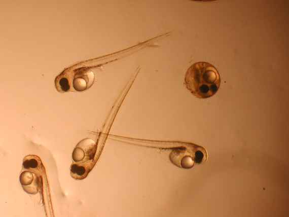 On the picture you can see 4 freshly hatched eel ruts microscopically enlarged.