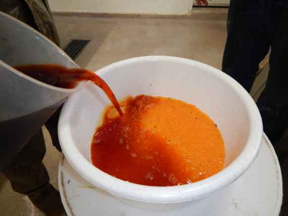 The photo shows an addition of the disinfection solution to the freshly fertilized fish eggs in a white bowl.