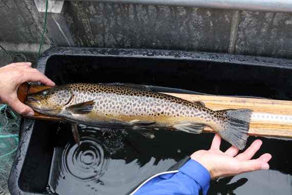 Lake trout is measured