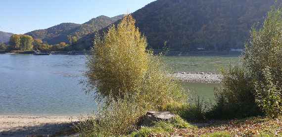 In front of the picture is an autumnally colored willow bush directly on the sandy bank of the Danube. To the right of the bush, about 10 meters from the shore, one can see a gravel bank over which the Danube water is already flowing in the left part of the picture. In the middle left of the picture you can see the ferryboat, including the guide rope, as well as the parking and the access ramp for the ferry. The opposite riverbank of the Danube is partially secured with blocks. Two buildings and the street can be seen. In the background of the picture, at a distance of about 350 meters, rises the autumnally colored hilly landscape of the Wachau.