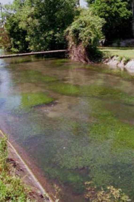 Water section at the Fischa, densely overgrown with Groenlandia densa, one can see a water section of the Fischa, in which there are extensive cushions of the macrophyte species Groenlandia densa. On the bank you can see grasslands and bushes, and a wooden footbridge leads across the stream.