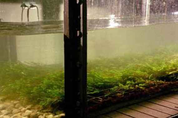 Aquatic vegetation (Groenlandia densa) at high runoff in the hydraulic engineering test trench, one can see an area of aquatic vegetation compressed by the current at very high runoff in a 1m wide laboratory trench. The channel is made of glass, so that the plants and the current can be observed from the side.