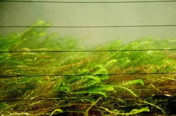 You can see water plants through a glass wall in the hydraulic engineering test flume. These aquatic plants (macrophytes Groenlandia densa) are bent by the water flow similar to cereals in the wind.