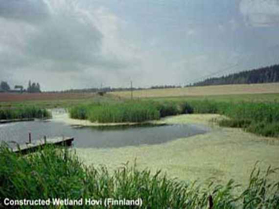 The picture shows a pond for wastewater treatment. In the middle you can see a water surface, which is covered with reed all around. On the left side a small wooden footbridge juts into the pond. Further behind it you can see grain fields.