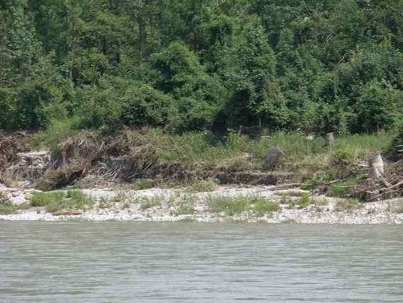 The soft banks of the Salzach after the 2013 flood with a flat gravel bank that invites you to play on the water. Behind you can see the dense riparian forest of trees and bushes. Since 2010, the Salzach has been able to develop freely again because the stones of the bank protection have been removed.