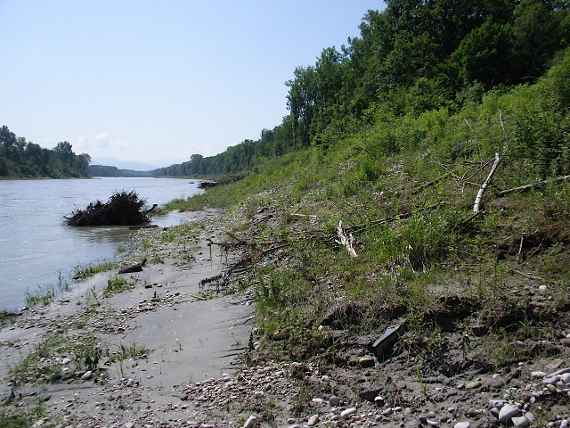 The picture shows the gentle bank of the river Salzach. On the left, you can see water. To the right is a flat area with fine sand and some small river pebbles. Further to the right is the steeper embankment, which is overgrown with plants. In the background, you can see forest and blue sky.