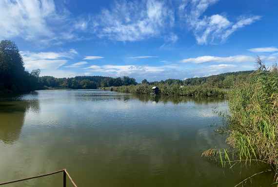 Auf dem Bild sieht man einige in Regenjacken gekleidete Menschen an einem Fischteich. Diese sind gerade dabei Karpfen aus dem Teich zu fischen und in große Bottice zu geben. Rechts daneben ist ein Steg mit vier Eimern. Etwas weiter dahinter ist ein Boot angeseilt. Weiter rechts ist der eigentliche See und im Hintergrund Wald. Blick auf die extensiven Karpfenteiche der Fischzucht Rothermann