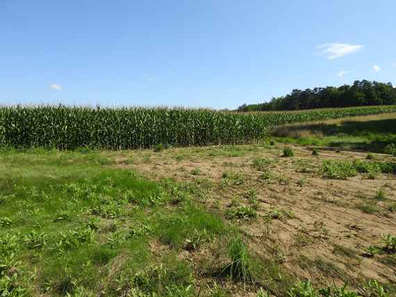 Gewässerrandstreifen mit hohem Sedimenteintrag aus einem angrenzenden Maisfeld nach einem Starkregenereignis.