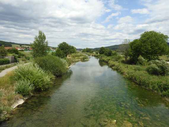 Das Foto zeigt einen naturnahen Abschnitt der Pielach, mit Totholz im Fluss und begleitender Auwaldvegetation. Die Pielach hat in vielen Abschnitten, v.a. im Unterlauf, noch einen guten ökologischen Zustand. Zusammen mit einer guten Datenlage und den Übergängen von mehreren Fischregionen ist sie ein ideales Pilotgewässer.