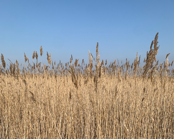 Mehrjähriger Schilfbestand im Nationalpark Neusiedler See Perennial reed beds in the Neusiedler See National Park<br/>