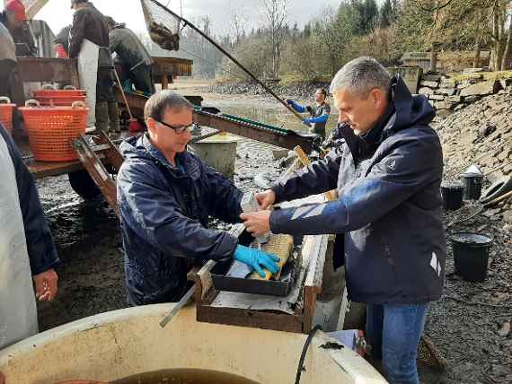 Mitarbeiter des Institutes für Gewässerökologie und Fischereiwirtschaft der Abteilung Ökologische Station Waldviertel bei der Messung des Fettgehaltes von Karpfen direkt am Teich.