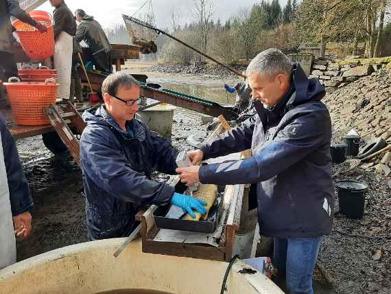 Fischereimeister M. Fichtenbauer und Fischermeister G. Gratzl (v.l.) vom Institut für Gewässerökologie und Fischereiwirtschaft, Ökologische Station Waldviertel, bei Messung des Fettgehaltes an einem Karpfen. Die Messung ist schonend und dauert nur wenige Augenblicke. Das Tier erleidet dadurch keinen Schaden