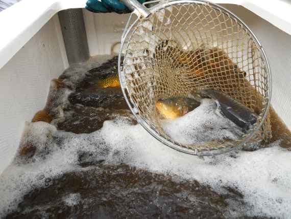 Karpfen in einem mit Wasser gefüllten Transportbehälter mit einem Kescher, das einen Karpfen herausholt.