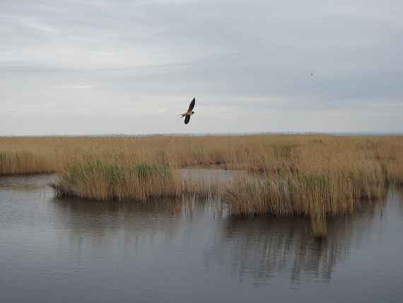 Die Ufer und Lagunen des Neusiedler Sees sind von zunehmender Trockenheit bedroht, was insbesondere negative Auswirkungen auf den Schilfgürtel und die semiaquatischen Lebensräume und ihre Bewohner hat.