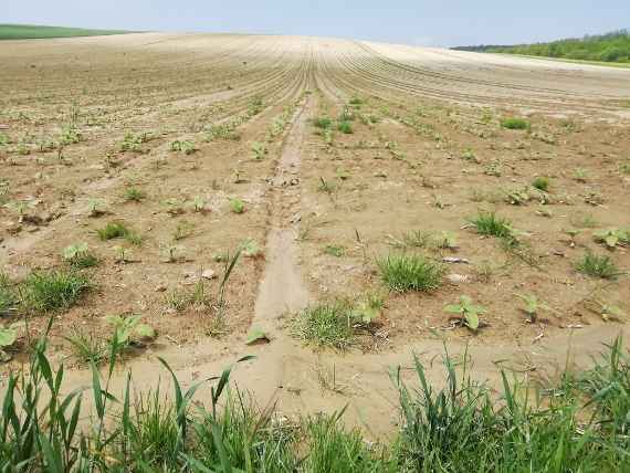 Erosion in einem Sonnenblumenacker