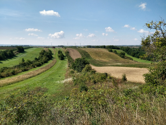 Beispielhafte Heckenlandschaft im Nordosten Österreichs