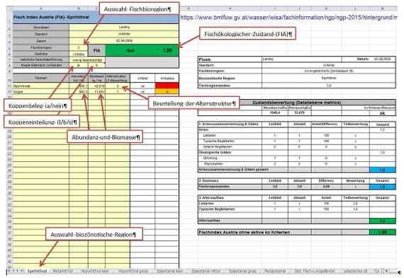 Dieser Screenshot von einem PC-Monitor zeigt eine Exceltabelle für die fischökologische Bewertung eines Gewässers. Es gibt einige zu befüllende Felder wie „Auswahl Fischbioregion“, „Koppenbeleg“, „Beurteilung der Altersstruktur“, „Abundanz und Biomasse“ und auch als Ergebnis den „Fischökologischen Zustand“. Es gibt noch viele andere Felder.