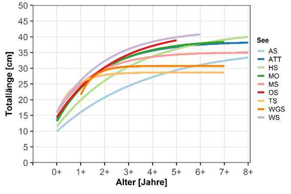 Die Grafik, mit Excel erstellt, zeigt mit 9 färbigen Linien das Wachstum der Renken in österreichischen Seen von der Geburt bis zum Alter von 8 Jahren dar. Links von unten nach oben von null bis 50 in Fünferschritten die Totallängen (Längen der Fische) in Zentimeter, unten von links nach rechts von null bis acht nach Alter in Jahren. Viele Linien verlaufen beginnend zwischen 10 und 16 Zentimeter von Totallängen und enden zwischen 28 und 40 Zentimeter Länge. Eine Linie endet bei 5 Jahren, eine weitere bei 6 Jahren, drei Linien bei 7 Jahren und der restlichen zeigen noch 8 Jahren an. Die unterschiedlichen Farben entsprechen unterschiedlichen Seen in Österreich.