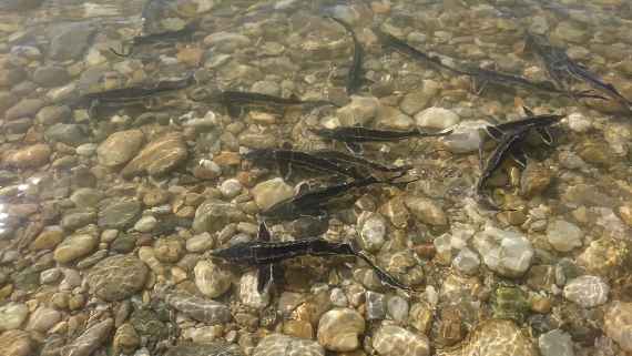 Störe schwimmen im Wasser