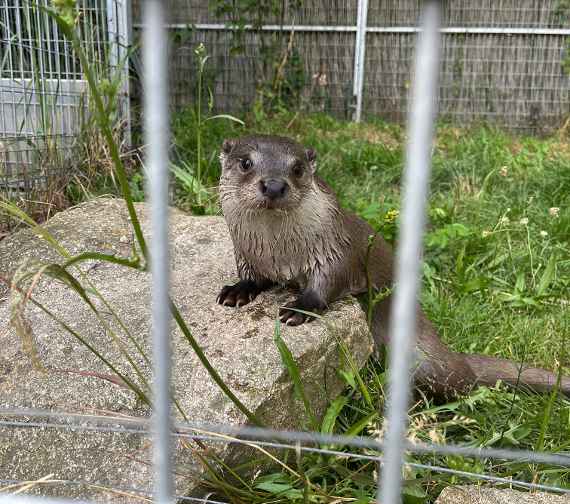 Ein Fischotter auf einem Stein hinter einem Zaun.