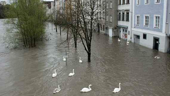 Auf einer durch Hochwasser überfluteten Straße schwimmen Schwäne. Am Rand der Straße stehen Häuser im Wasser.
