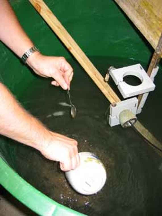 Herstellen der Suspension mit natürlichem Schwebstoff. Die Schwebstoffe werden aus einem Gefäß in den Tank geschüttet und gleichzeitig wird umgerührt.