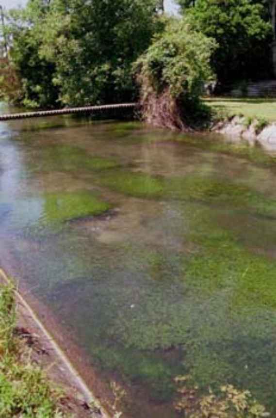 Gewässerabschnitt an der Fischa, dicht bewachsen mit Groenlandia densa, man sieht einen Gewässerabschnitt der Fischa, in dem sich ausgedehnte Polster der Makrophytenart Groenlandia densa befinden. Am Ufer sieht man Grasflächen und Buschwerk, über den Bach führt ein Holzsteg.