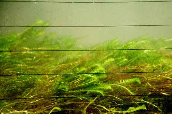 Man sieht durch eine Glaswand Wasserpflanzen in der wasserbaulichen Versuchsrinne Diese aquatischen Pflanzen (Makrophyten Groenlandia densa) werden die durch die Wasserströmung ähnlich wie Getreide im Wind gebeugt.