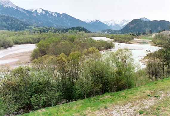 Bild des Lechs – verzweigter Fluss mit einer bewachsenen Kiesinsel in Strommitte, vorne und dahinter jeweils Ufer.