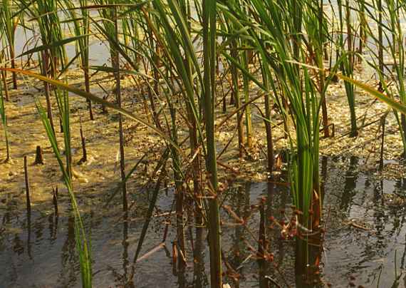 Aus dem Wasser eines Teichs ragen grüne Pflanzen hervor.