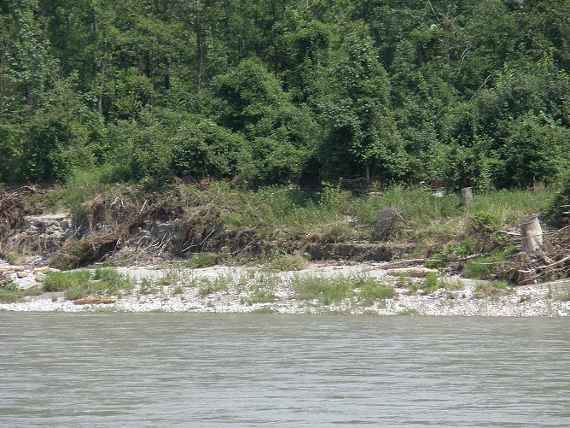 Fluss Salzach, im Hintergrund angeschwemmtes Material, dahinter Wald