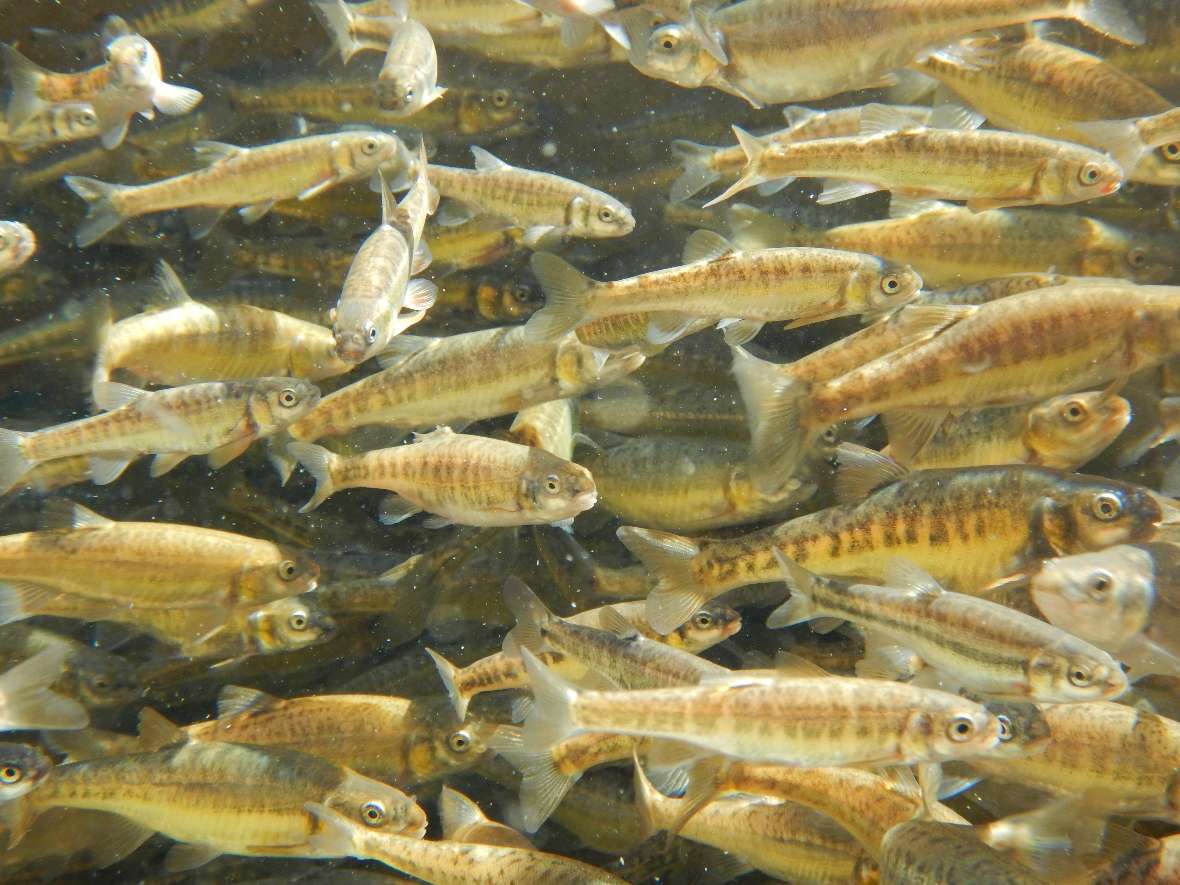 Very many young minnows swim in a tub.