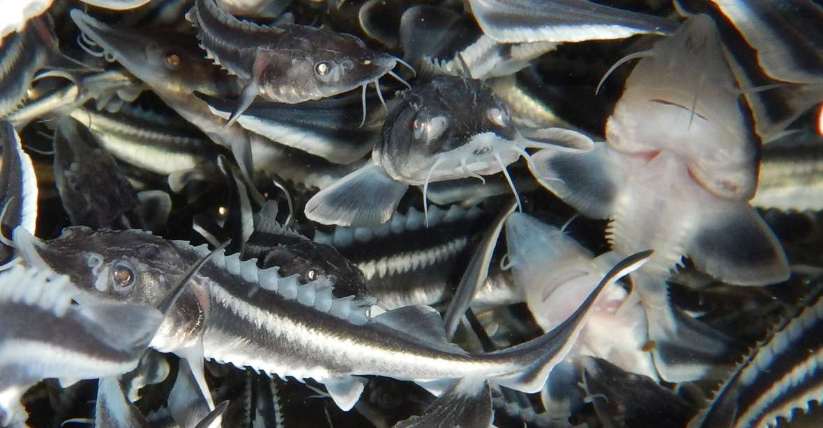 Very many partly silver shimmering European house sturgeon swim in a tub, photographed from the side.