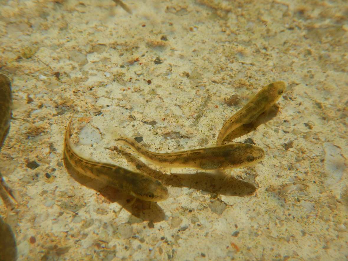 Three young eel ruts are swimming around in a tub.