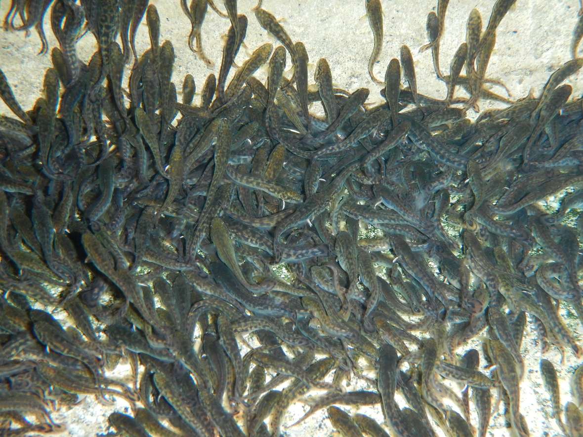 A lot of adult eel ruts swim around close together in a tub.