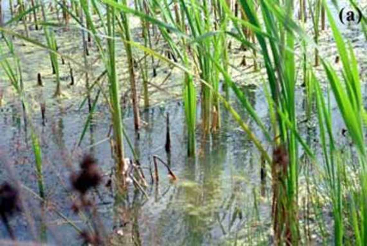 Individually standing, green water plants protrude from the water