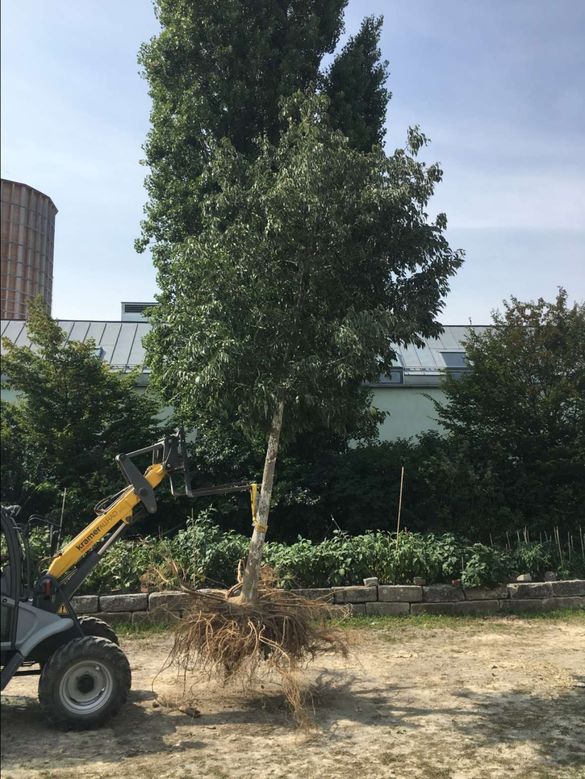 The photo shows a building machine transporting a European hackberry tree (Celtis Australis) with root ball. The tree had been planted for 4 years in the tree substrate, which cannot be built over. In the background some forest and houses.