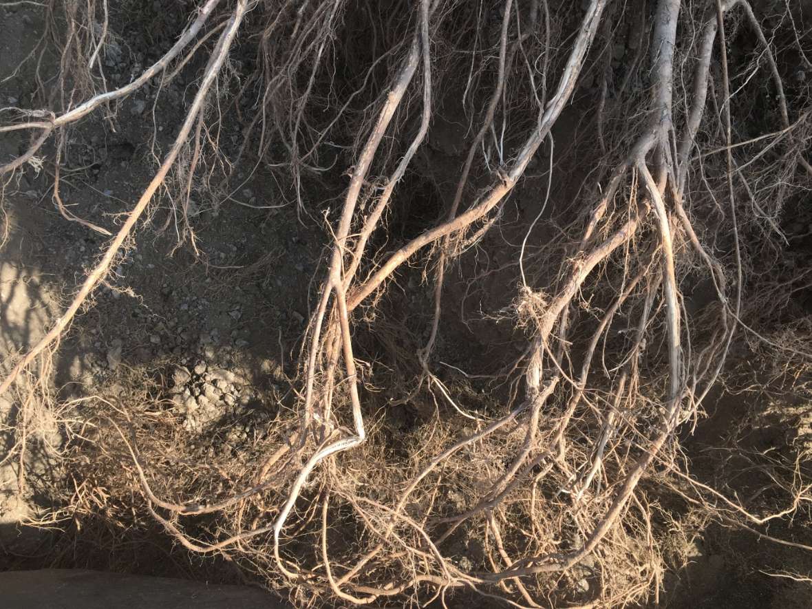 The photo shows the root formation of a European hackberry tree (Celtis Australis) after 4 years of standing in the non-buildable Viennese tree substrate.