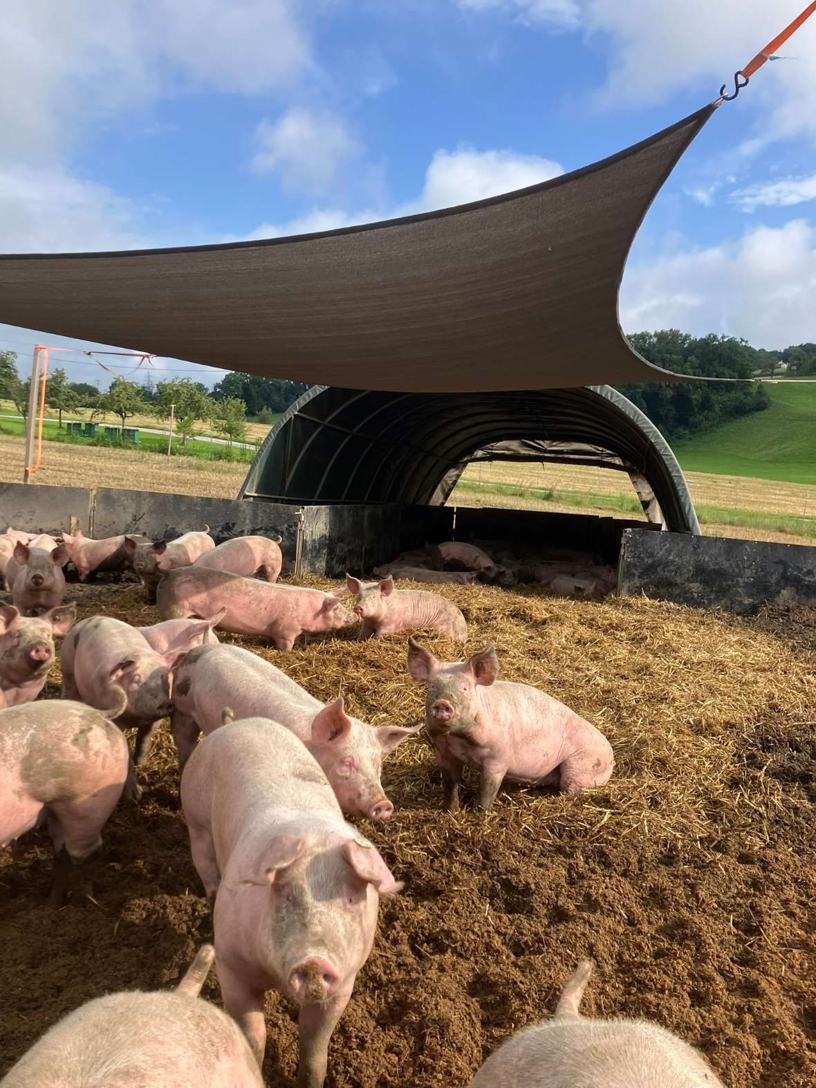 Mehrere Schweine stehen und liegen auf einem mit Stroh bedeckten Boden vor einem Stall mit und einem darüber gespannten Sonnensegel.