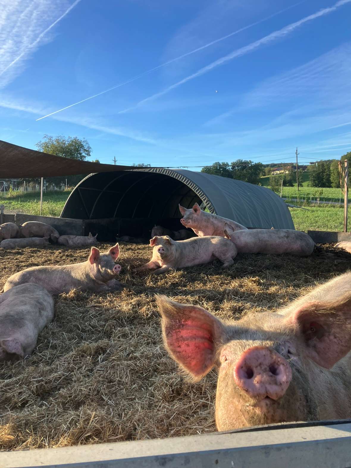 Schweine liegen und stehen auf Stroh vor einem Stall.