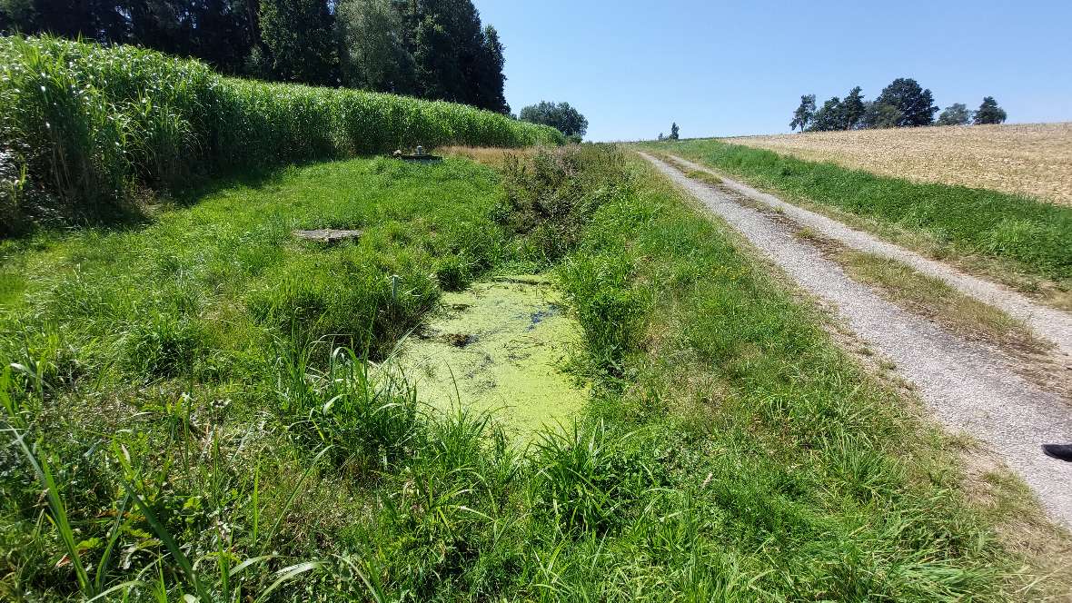 Nährstoffreicher Feldabfluss und Erosion aus den umliegenden Feldern haben in einem Gewässergraben zu Eutrophierung und Algenblüte geführt. 