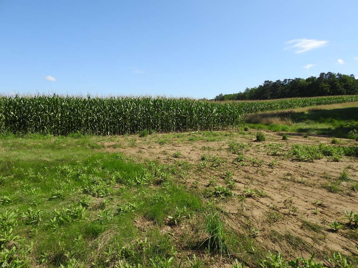 Gewässerrandstreifen mit hohem Sedimenteintrag aus einem angrenzenden Maisfeld nach einem Starkregenereignis.