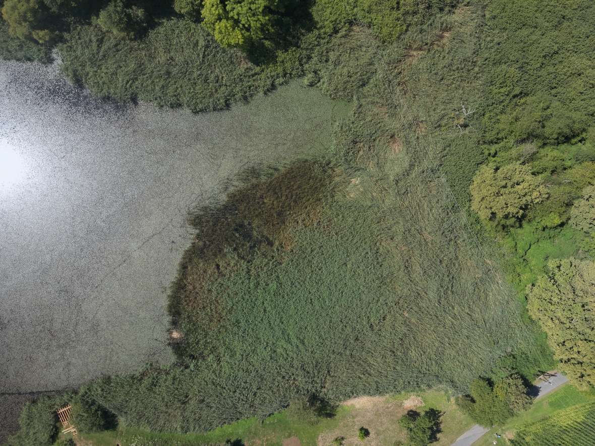Verlandungszone eines Karpfenteiches
