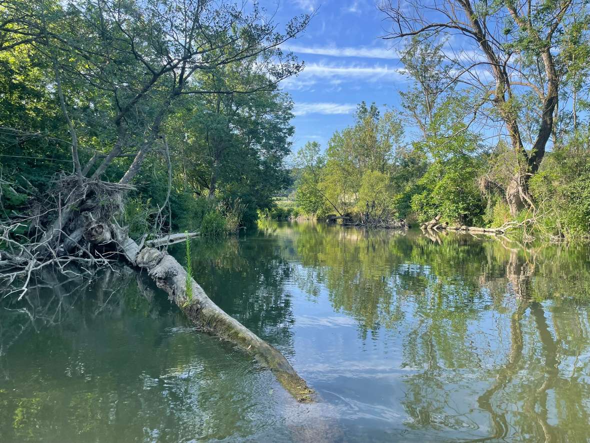 Das Foto zeigt einen naturnahen Abschnitt der Pielach, mit Totholz im Fluss und begleitender Auwaldvegetation. Die Pielach hat in vielen Abschnitten, v.a. im Unterlauf, noch einen guten ökologischen Zustand. Zusammen mit einer guten Datenlage und den Übergängen von mehreren Fischregionen ist sie ein ideales Pilotgewässer.<br/>