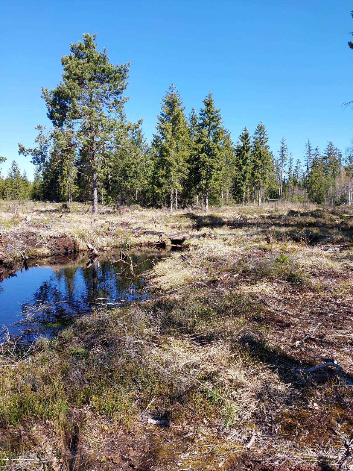 Eine Möglichkeit den Wasserstand in Mooren wieder zu heben ist der Einbau von Spundwänden wie hier im Tanner Moor. Im Projekt sollen mobile, bzw. regelbare Stauwehre für eine temporäre Wasserstandsanhebung erprobt werden, die eine landwirtschaftliche Nutzung (weiter) ermöglichen. 