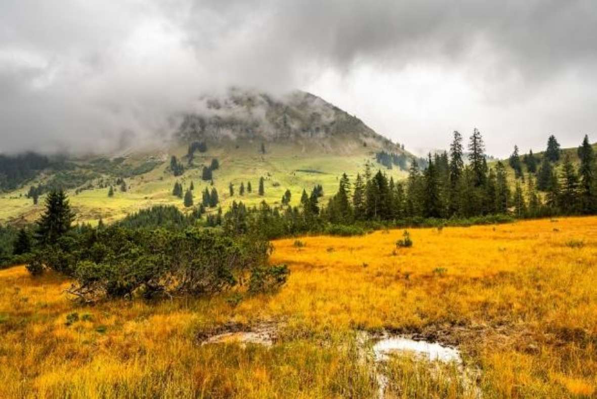 Auf Flächen wie hier zu sehen, dem Rosskopfmoor im Karwendel, werden Maßnahmen umgesetzt, die eine spätere extensive Beweidung, und damit den Erhalt des Moores, ermöglichen.