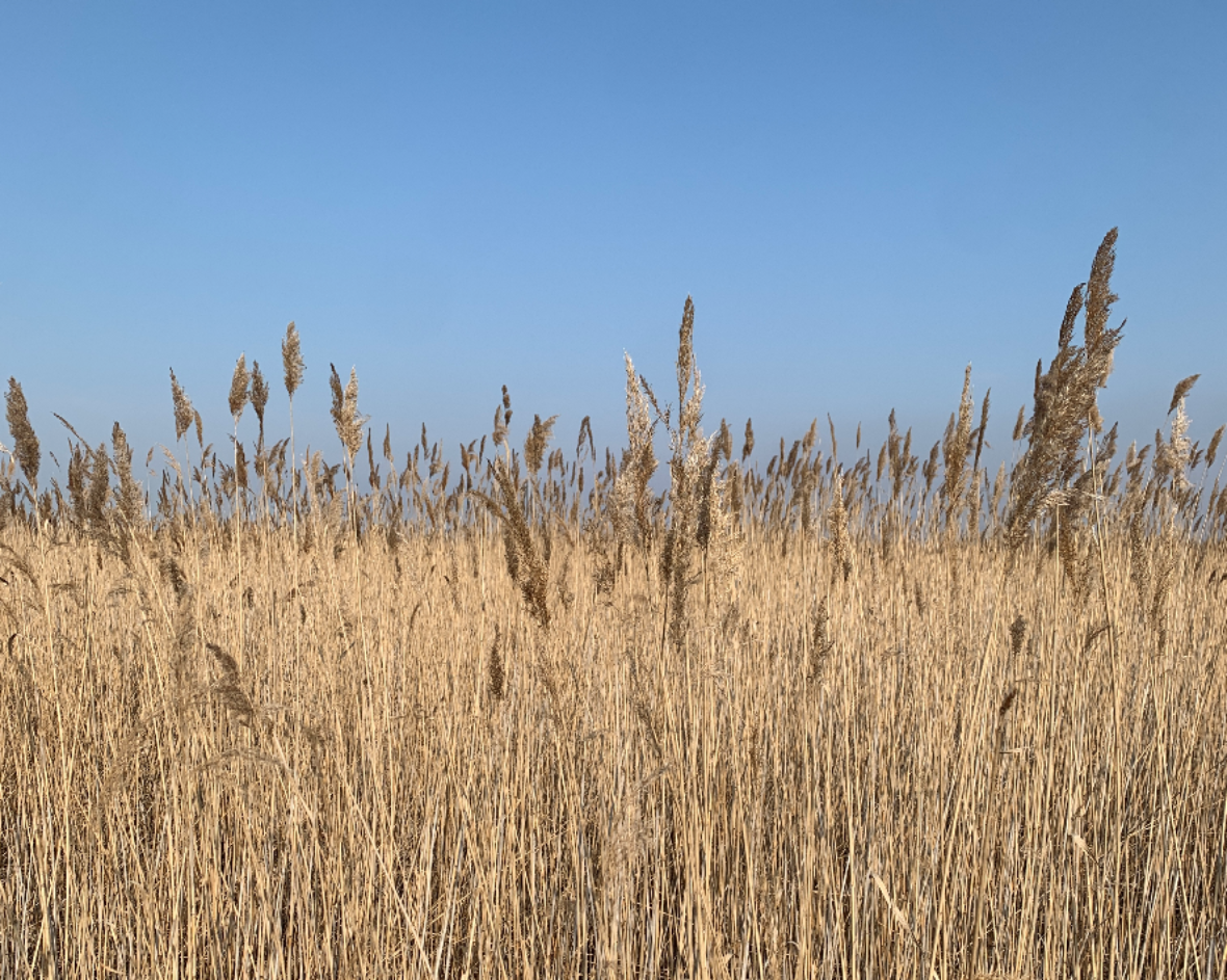 Mehrjähriger Schilfbestand im Nationalpark Neusiedler See Perennial reed beds in the Neusiedler See National Park<br/>
